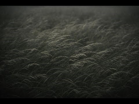 10 Hours of Gentle Wind Sounds for Deep Sleep & Inner Calm 💨