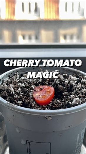 How to turn one cherry tomato into hundreds! 😲🍅 . . ps: new book just released!! Grab your copy on my website: creativeExplained.com ❤️ . . #lifehacks #tomato #growyourownfood #tips #plantlover #plantbased #vegan #gardening #organic #homemade | creative explained