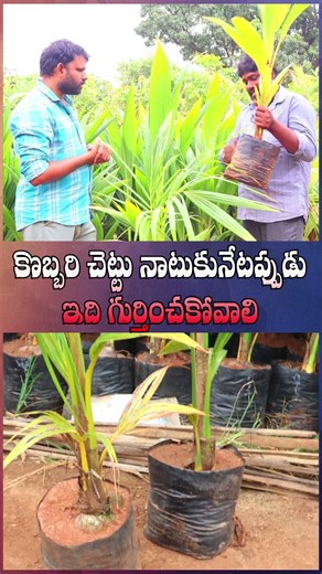 coconut plantation tips | commercial crop guide
