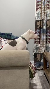 1.6M views · 10K reactions | I think Willow thinks that’s her in the TV! She certainly has a reaction to this scene in the movie “Bolt”. Willow loves this movie!!!!! ✔️❤️ | Willow-Jane | Facebook