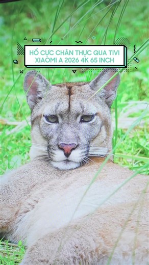 Watching tigers on a Xiaomi A2026 4K 65-inch Google TV, but they look really strange 😥