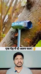 एक पेड़ में दो अलग फल!👌 #superhit #ideas #trees #savetrees #trendingreel #naturelovers #true #videos | Dr Istiyak Ahmad