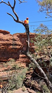9.8K views · 54 reactions | Dead trees create a risk when many tourists walk beneath them everyday. Unfortunately in this situation they have to come down. All credit to the tree feller working up high. #traveloutbackaust | Travel Outback Australia | Facebook