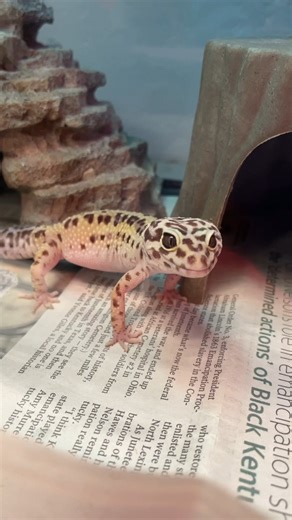 10K views · 75 reactions | 年 LIZARD ALERT! 年 Say hello to Geico...