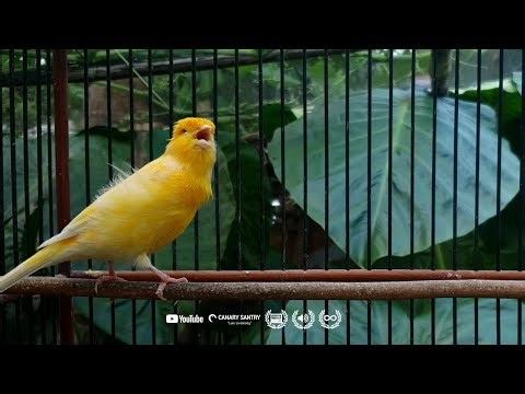 Canary TEMPTS All Canaries to Sing ❗❗ CANARY SINGING SOUND by CANARY SANTRY✅