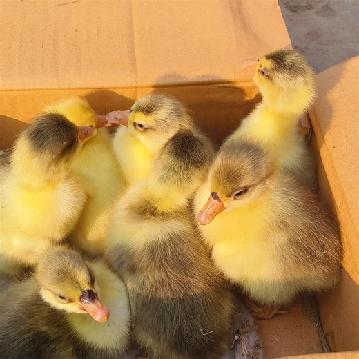 Animals Life on Instagram: "swan egg hatching🦢🦢🦢˚˖𓍢ִ໋🌷͙֒✧˚.🎀༘⋆"