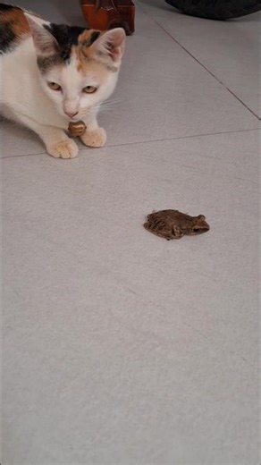 Cat catches frog and brings it home to play #holiday #animals #pet #cat #cute #amazing #hunting