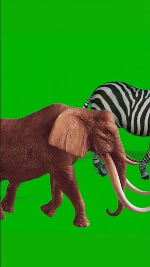 Jumanji Stampede Rhinoceros Elephants Zebras Green Screen With Sound Effect#zebra #rhino #elephant