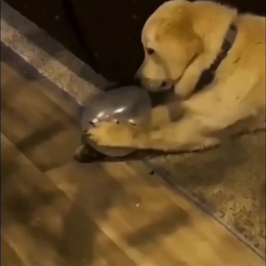 😂😂😂#fun #funny #animals #pet #dog #cat #haha #wee #laugh #viral #foryou