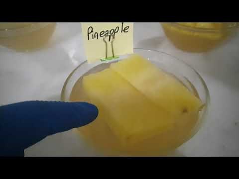 Pineapple Enzymes and Gelatin