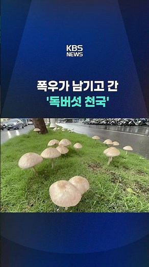 The 'Poisonous Mushroom Paradise' Left Behind by Heavy Rain #shorts / KBS