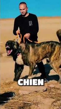 les différents chiens et les occupations