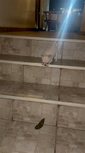 181K views · 4.7K reactions | Little steps, big heart  | Amazing Life | Facebook