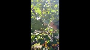 Princess Lilibet stars in Meghan’s teaser video for As Ever brand relaunch