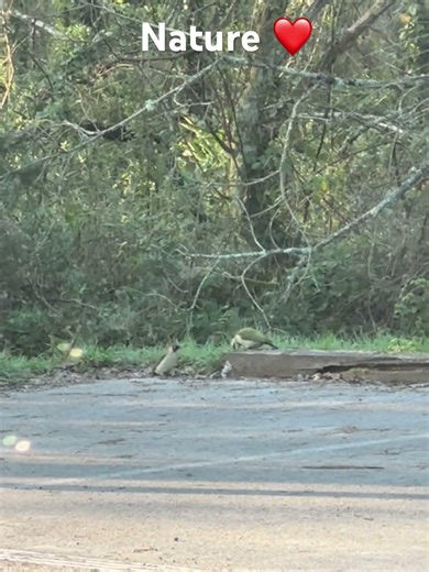 #oiseaux #birds #nature #forêt