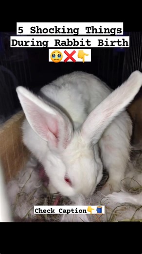 🐇 5 Shocking Facts About Rabbit Birth 1. Extremely Short Pregnancy - Rabbits have one of the shortest gestation periods among mammals: 28–31 days. - This allows them to reproduce rapidly, which is crucial since they are prey animals. 2. Silent and Secretive Delivery - The birthing process (kindling) is swift and quiet, often lasting only 10–30 minutes. - Rabbits instinctively avoid drawing attention to protect themselves and their kits from predators. 3. Nest Building with Their Own Fur - Befor
