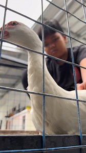 Integrity No one 🚀🚀🚀 #duck #entokjumbo #patos #muscovyduck #pato #animals #videos #pets | Tolay Garage