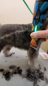 348 reactions · 46 shares | Sit back and enjoy #AndisGrooming Educator @4furryfeet work her magic with the Pulse ZR II Flora and a Ceramic #7 blade. 慄‍♀️ And how about a round of applause for young Elton the #MiniatureSchnauzer being a good boy throughout!  | Andis Grooming | Facebook