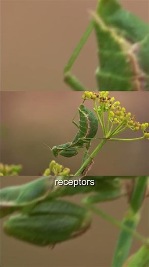 16-Color Vision Explained