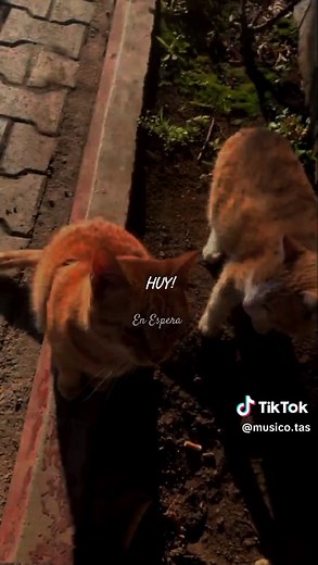 Cómo bailar Salsa Choke en Ecuador