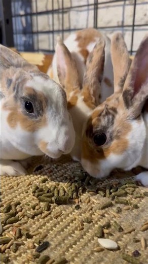 Mini Rex bunnies eating