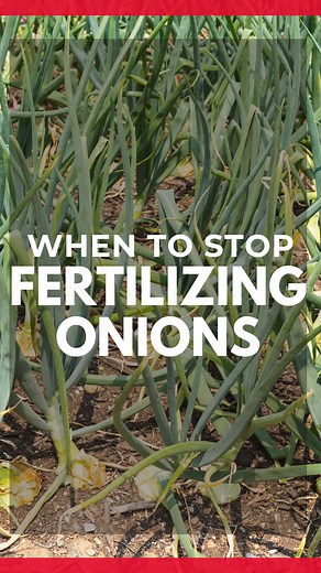 How to fertilize your onions #hoss #growhoss #onions #fertilizingtips #growyourownfood | Hoss