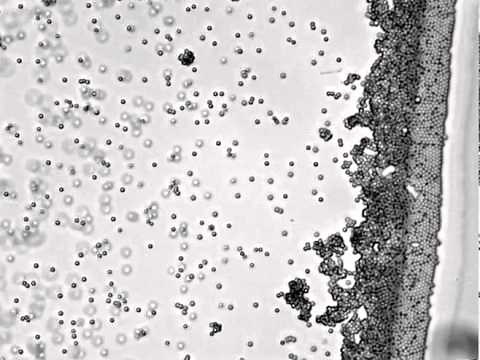 The Coffee Ring Effect - Intriguing Microscopic Video