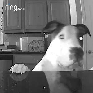 3.7K views · 20 comments | There's no excuse when you're caught red-handed trying to find the snacks  #RingUK | Ring | Facebook