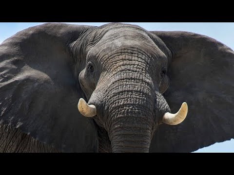 Africa’s Secret Animal (FROM RARE VHS TAPE, FOR ARCHIVAL USE ONLY)