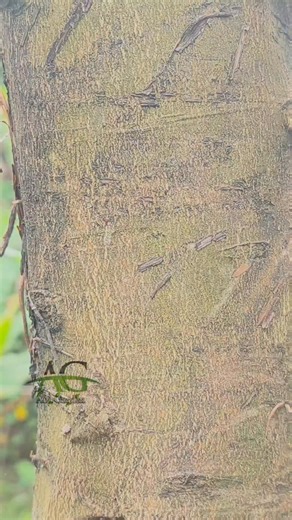 Abi Garden on Instagram: "Cara untuk grafting pohon jeruk #graftingtechniques #budgrafting #grafingplants #graftingfruittrees #gardening"