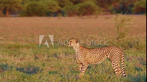 Beautiful Female Cheetah Sits Down On The Grass To Scout Her Surroundings At Sunset Time In Deception Valley, Kalahari Game Reserve, Botswana. - wide shot