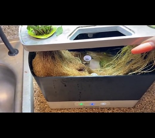 Trimming Basil in Your AeroGarden: Step-by-Step Guide