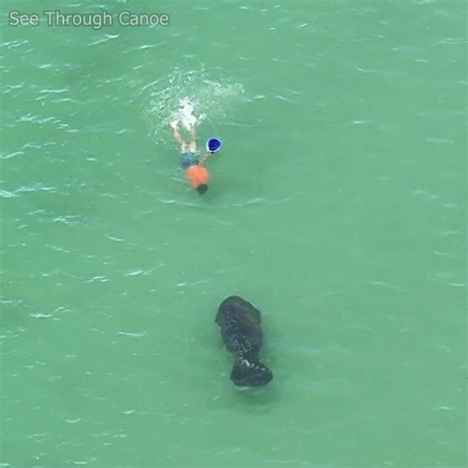 70K views · 607 reactions | Guy collecting shells at the beach when a Manatee swims right by him in the Gulf. St Pete, Florida. #animals #nature #wildlife #sea #beach #explore Visit St. Pete-Clearwater | See Through Canoe | Facebook