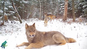 156K views · 5.5K reactions | A fantastic glimpse of wolves (and a...