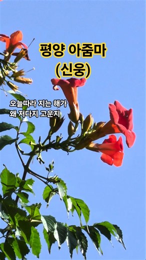 평양 아줌마(가사) #신웅 #평양아줌마 #능소화
