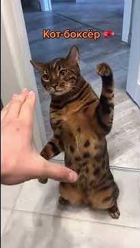 Cute cat funny video slapping on the hand #shots tiktok video cats