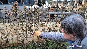 9.8K views · 211 reactions | See how to cut back winter-dormant wax mallow (turk’s cap) with Leslie Uppinghouse, horticulturist at the Lady Bird Johnson Wildflower Center. Underneath, spiderwort’s green leaves fill the gap, sending up spring blooms for pollinators. Wax mallow’s summer-to-fall flowers and fruits attract bees, butterflies, hummingbirds and mammals. | Central Texas Gardener | Facebook