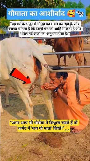 Consumption of cow urine 🐄 #Gomutra #GauMata #GauSeva #SanatanDharma #Ayurveda #DharmikVideo #shorts