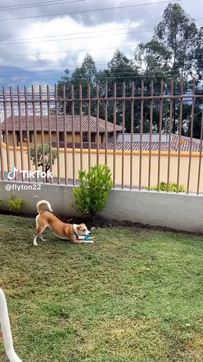 Upsi 🐶 #perritostiktokers #perritosentiktok #puppy #perrhijos #petlover #perrieedwards