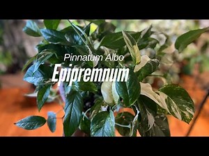 Repotting my Epipremnum Pinnatum Albo