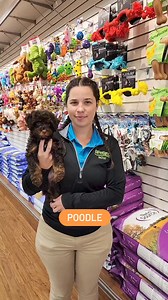 Meet the Poodle Cavalier mix, a delightful fusion of intelligence and affection! This charming hybrid combines the playful, loving nature of the Cavalier King Charles Spaniel with the smarts and energy of a Poodle, resulting in a companion that's as loyal as they are adorable. With their gorgeous, wavy coats that can come in a variety of colors, these pups are not just a pretty face! Their friendly personalities make them perfect for families, singles, and everyone in between. They love to be in