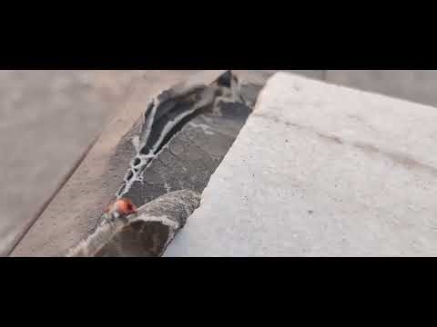 Ladybug walking trying to fly on marble