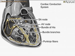 212K views · 2.3K reactions | Heart's conduction system transmits...