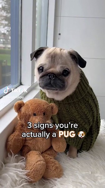 Is This Really a Pug? A Funny Interaction with a Curious Dog 🐶😂