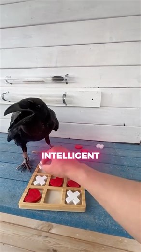 This Bird Is Genuinely Smarter Than Expected