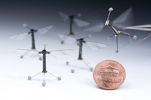 Robotic insects make first controlled flight — Harvard Gazette