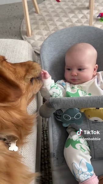 Adorable Golden Retriever Videos with Babies and Kids
