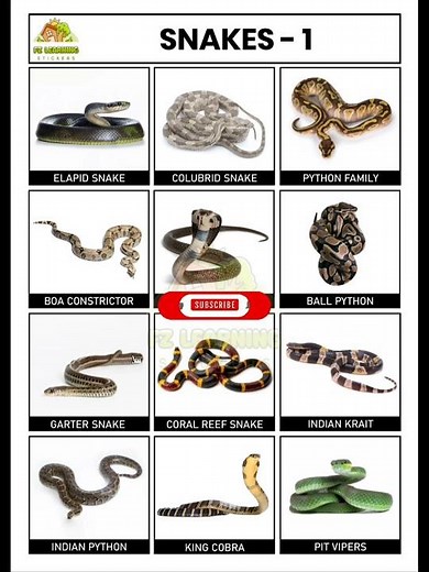 SNAKES CHART 1 | VARIOUS TYPES OF SNAKES | THE PROJECT POINT