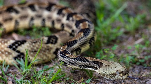 Massachusetts has 2 kinds of venomous snakes. Where they are most commonly found