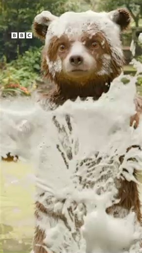 He’s un-bear-ably cute! 🐻 Watch everyone’s favourite bear in #Paddington and #Paddington2, available on iPlayer now. | BBC One